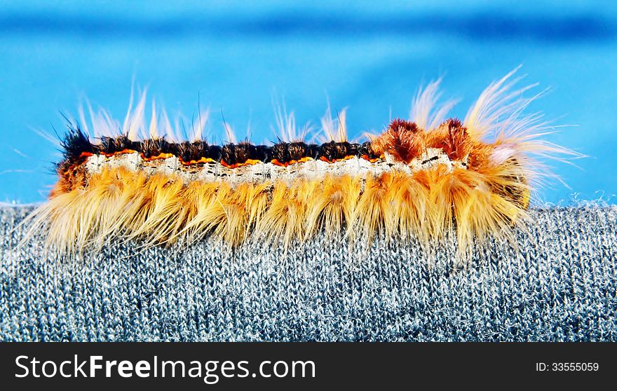 Close up of a caterpillar of the Lappet Moth. Close up of a caterpillar of the Lappet Moth