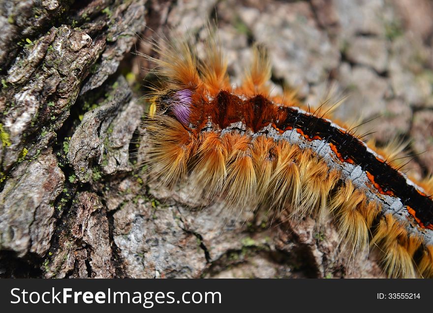 Close up of a caterpillar of the Lappet Moth. Close up of a caterpillar of the Lappet Moth