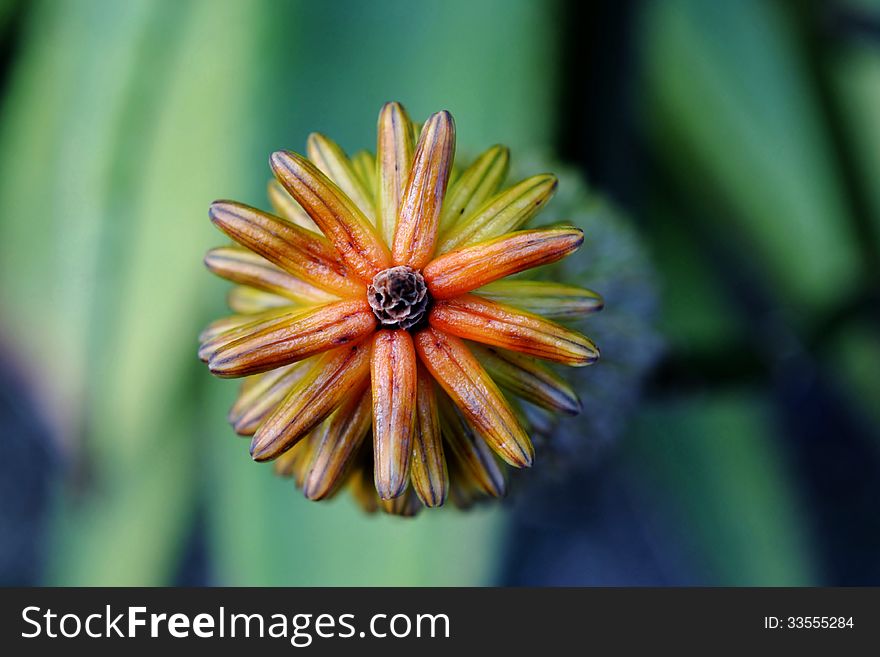 Close up of aloe buds from the top. Close up of aloe buds from the top