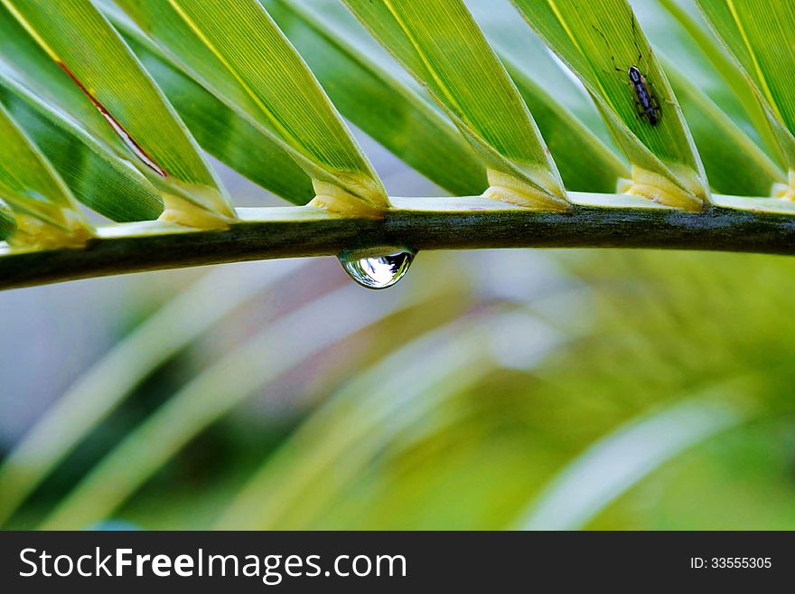 Close up of rain drop on palm leaf. Close up of rain drop on palm leaf