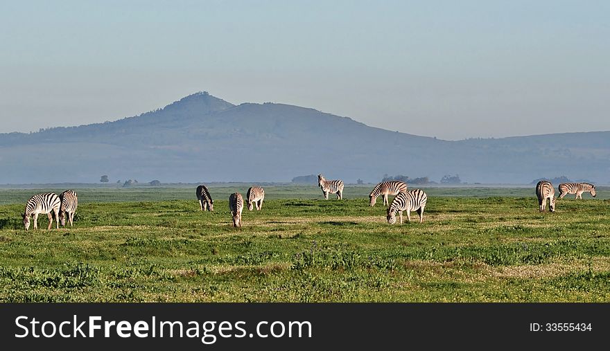 Landscape with zebras grassing on green meadow