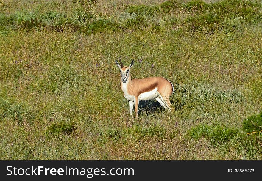 Landscape with grass land and Springbok