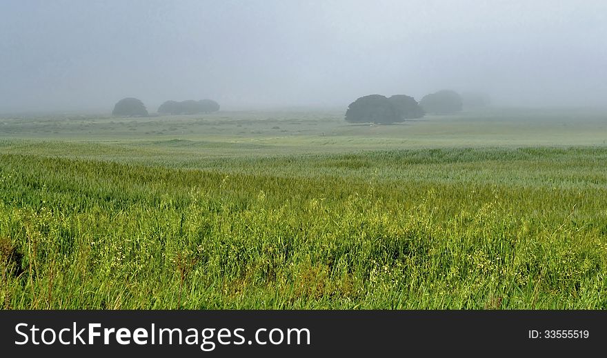 Landscape with early morning fog over meadow