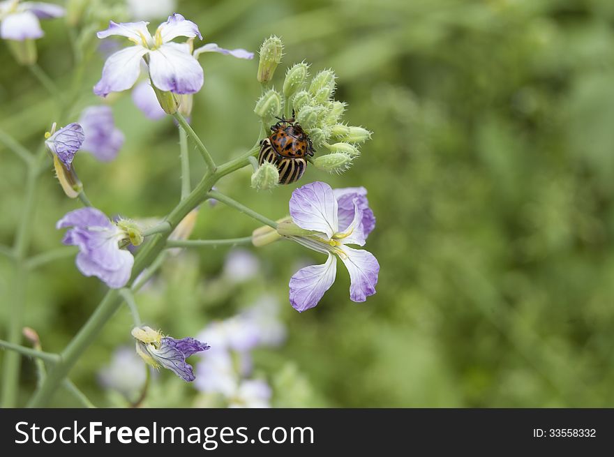 Blooming Radish And Potato Beetle