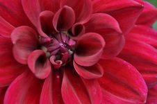 Red Dahlia Stock Images Red Dahlia Stock Images