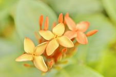 Ixora Royalty Free Stock Photos Ixora Royalty Free Stock Photos