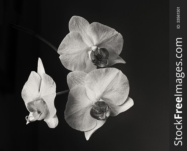 Three orchids in black and white against a black background