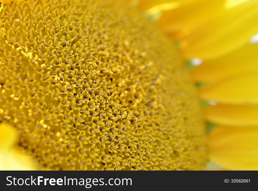 Yellow sunflower and seeds close-up