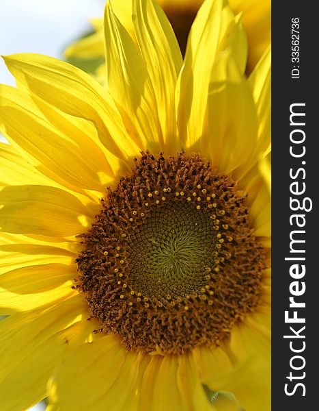 Yellow sunflower and seeds close-up