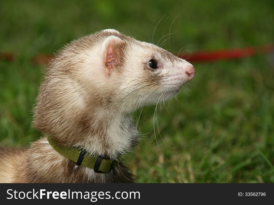 Ferret polecat pet in the grass. Ferret polecat pet in the grass