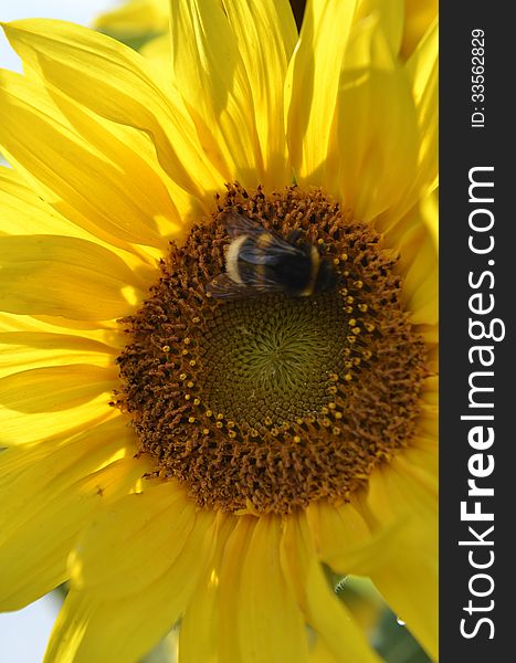 Yellow sunflower and bumblebee close-up