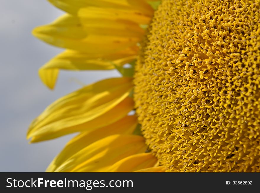 Yellow sunflower and seeds close-up