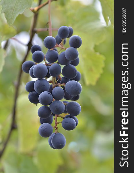 Bunch of blue grapes on the branch