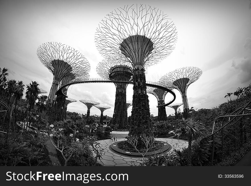 Beautiful night scene garden with big trees and backgroung of sky, black and white. Beautiful night scene garden with big trees and backgroung of sky, black and white