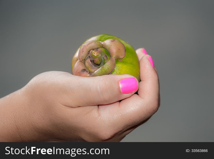 Person holding green exotic tropical fruit in her hand. Person holding green exotic tropical fruit in her hand