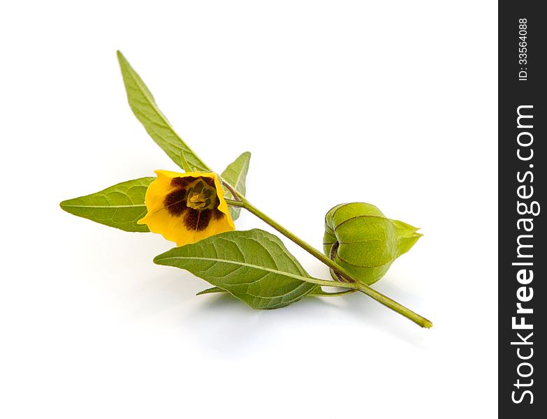 Virginia Ground Cherry (Physalis virginiana) on a white background