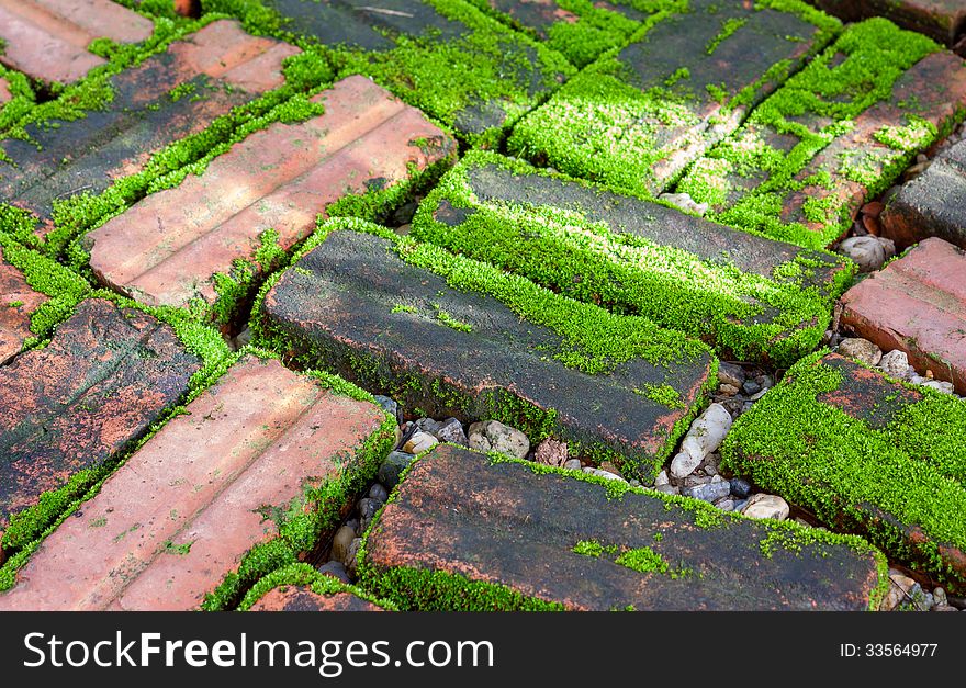 Moss and brick