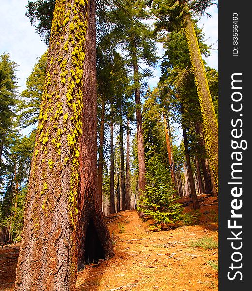 Trees In Yosemite