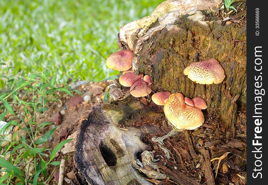 Mushrooms sprout from stumps decay.