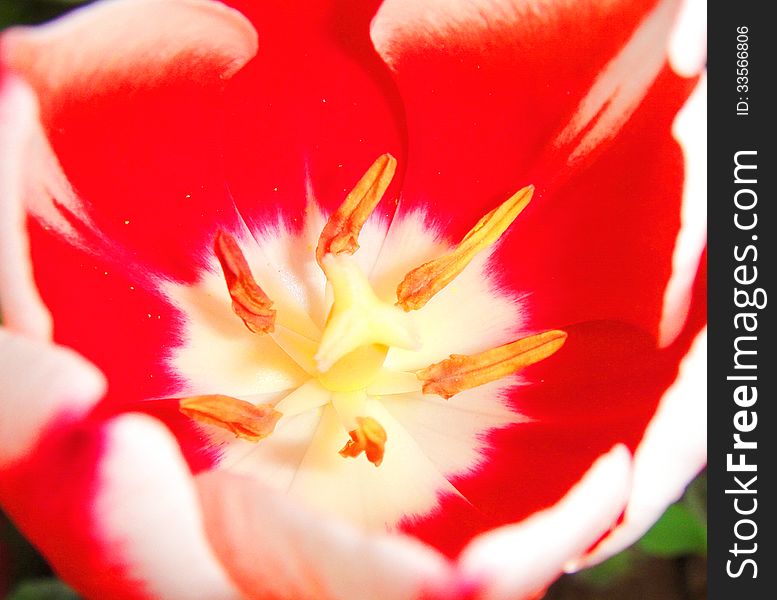 Red tulip closeup inside petal