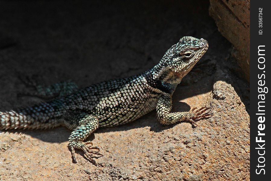 Collared Lizard Perched On Rock In The Sun