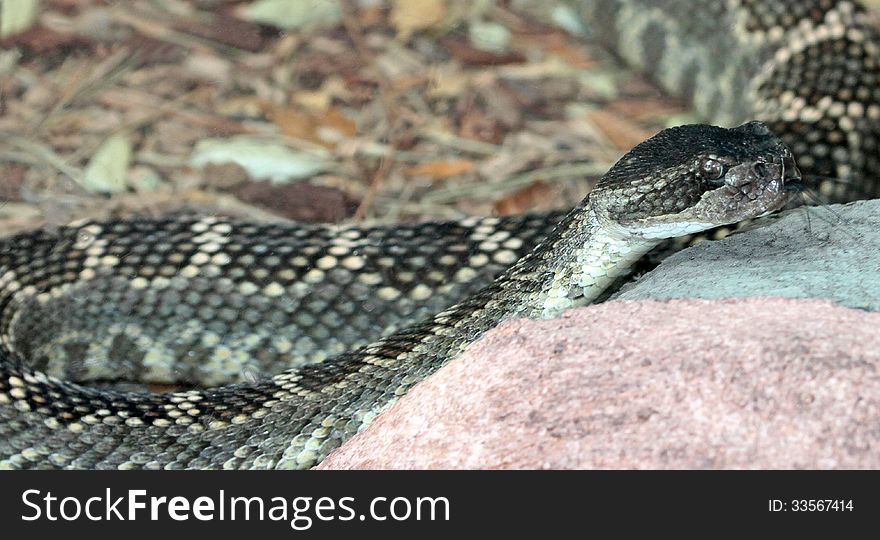 Gray Patterned Rattlesnake Climbing Rock Flicking Tongue