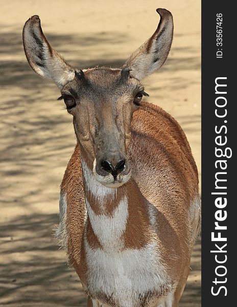 Young Desert Antelope Looking At Viewer. Young Desert Antelope Looking At Viewer