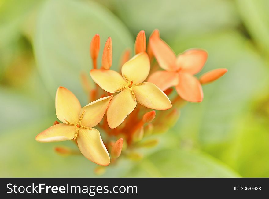 Orange Ixora closeup and leaf blur