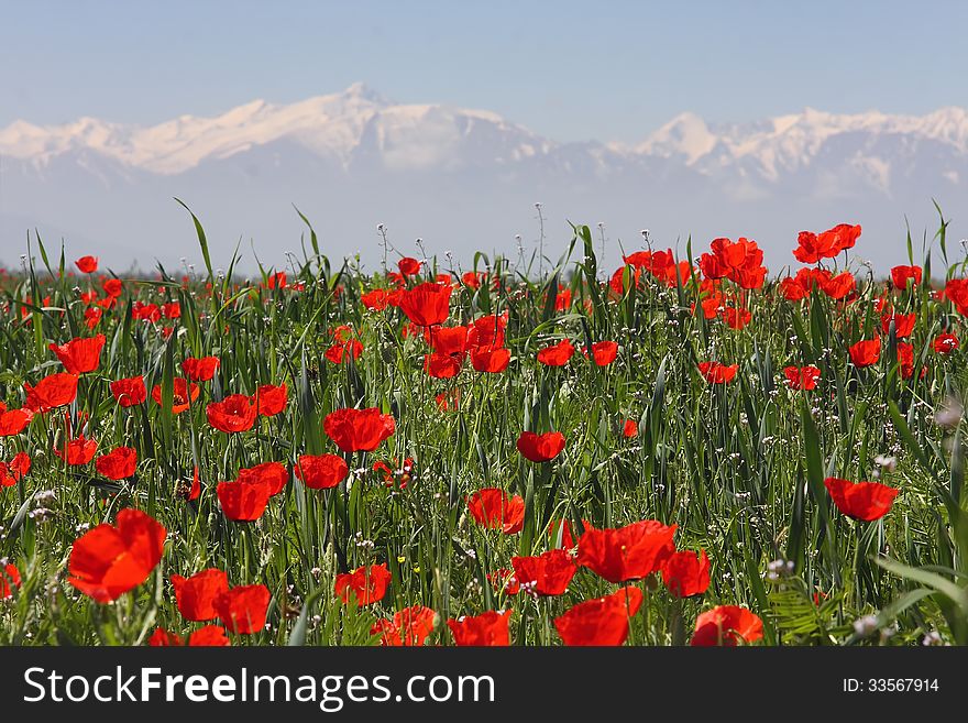 Field Of Poppies Against Mountains.
