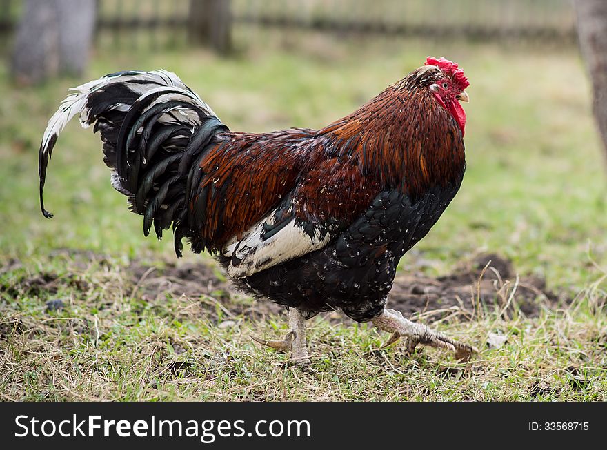 Rooster toddling in the yard in the countryside