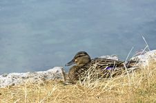 Wild Duck In A Grass Royalty Free Stock Photo