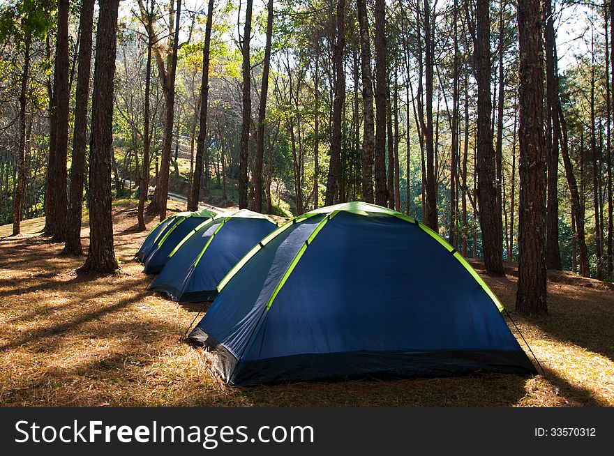 Tents In Pine Sitecamp