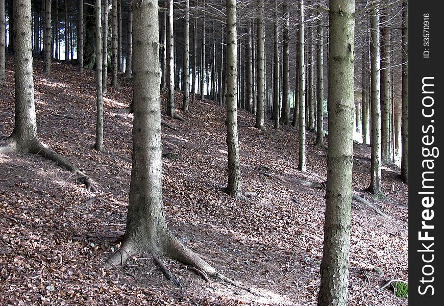 Full frame photo of trunks of fir forest