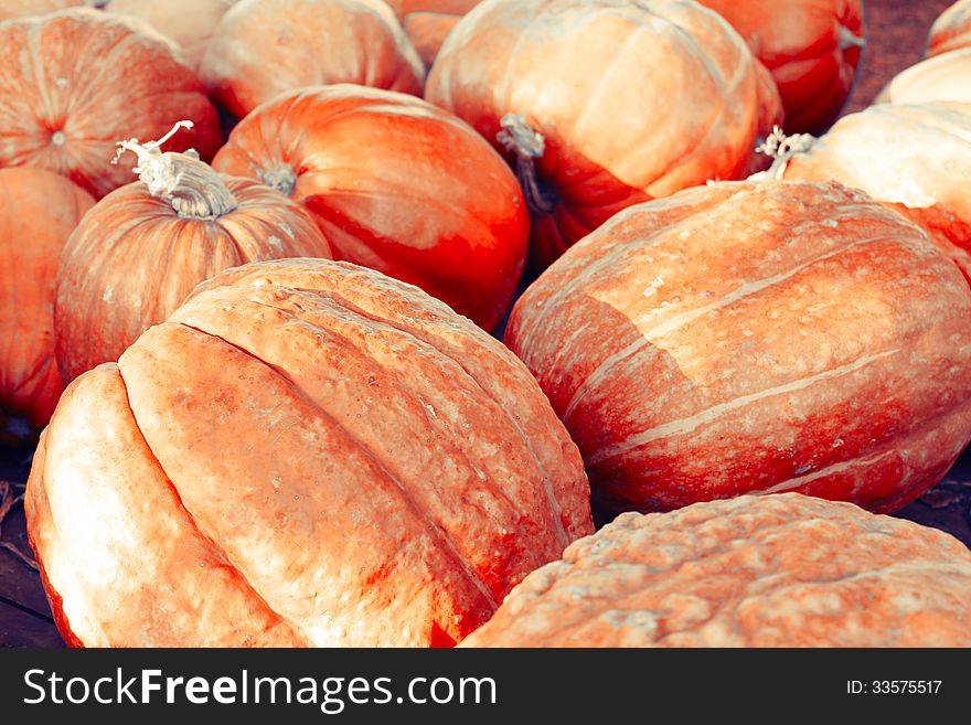 Autumn big pumpkins. Nature background. Autumn big pumpkins. Nature background