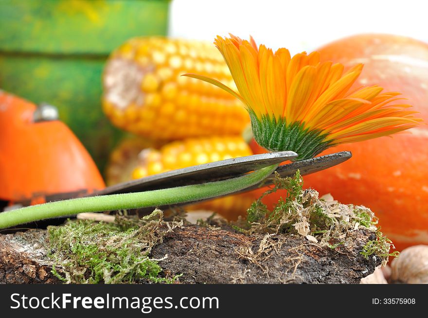 Shear blade on the stem of a flower cut front of colorful autumnal vegetables. Shear blade on the stem of a flower cut front of colorful autumnal vegetables