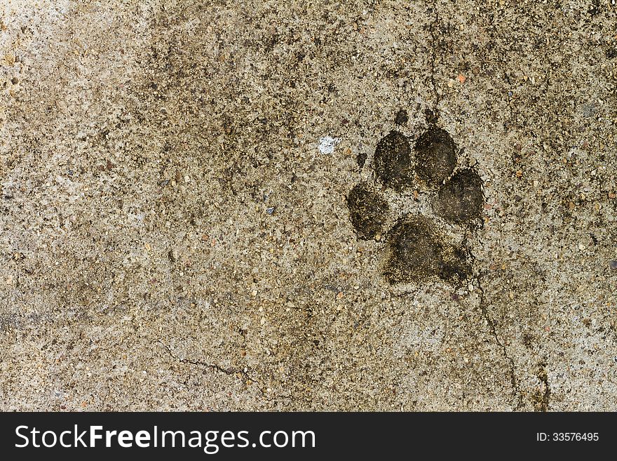 Animal footprint on concrete floor texture