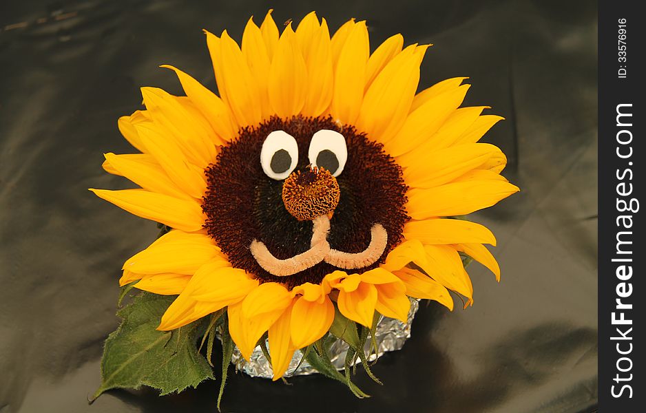 A Craft Face Created in a Sunflower Plant Head.