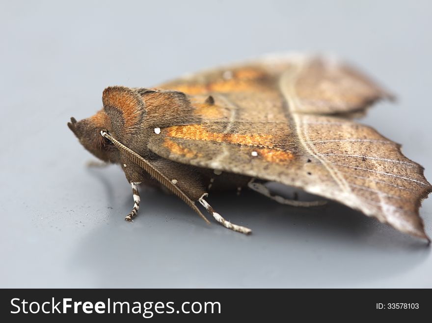 Butterfly &x28;Scoliopteryx Libatrix&x29;