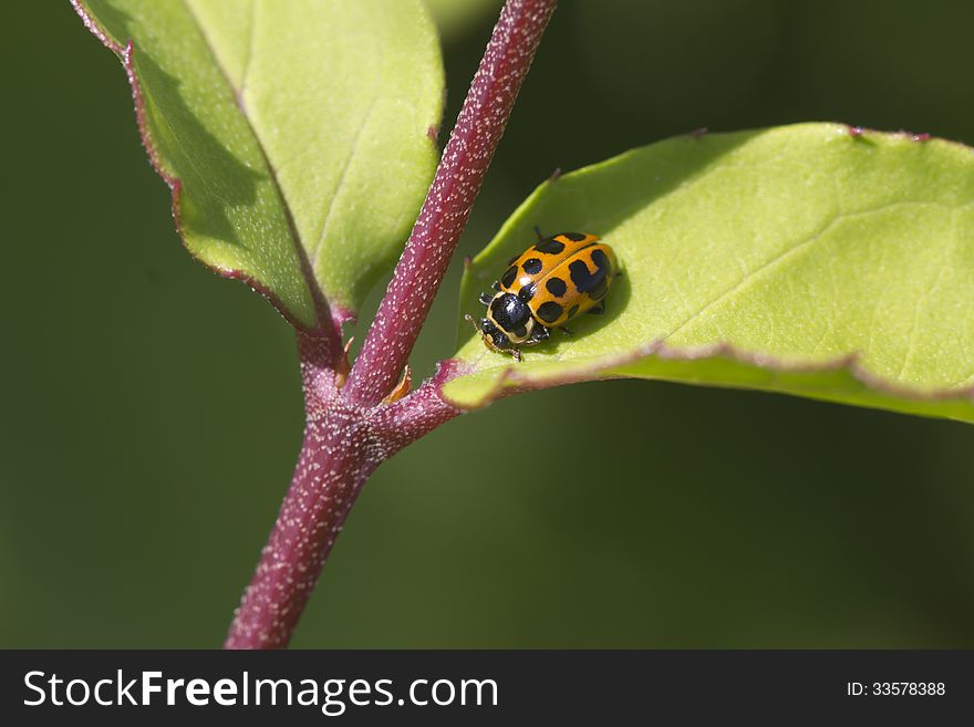 Ladybug with thirteen points on the body. Ladybug with thirteen points on the body.