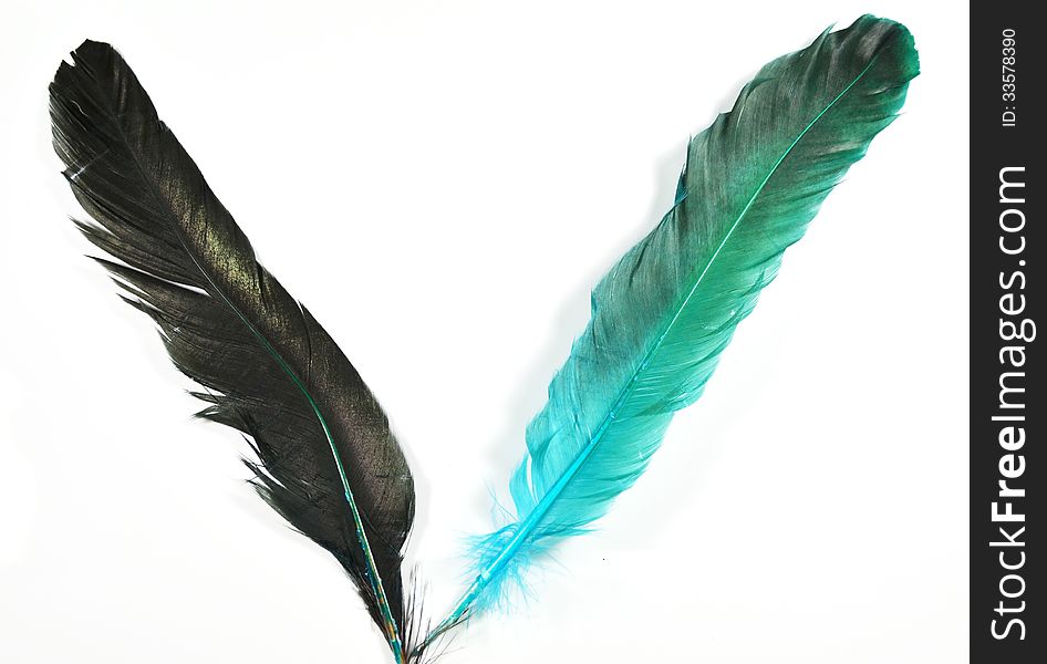 Bird Feather on white background. Bird Feather on white background