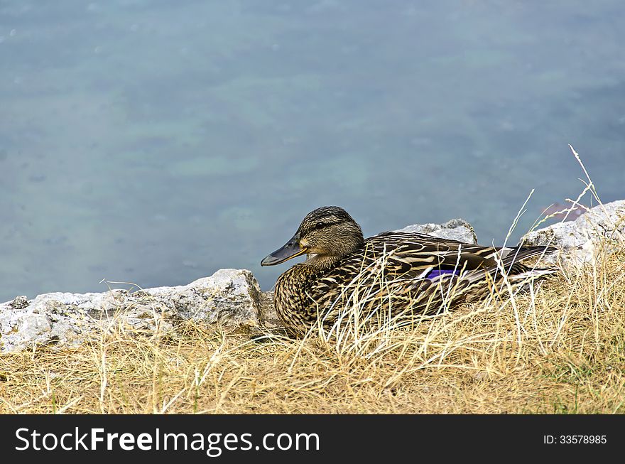 Wild duck in a grass