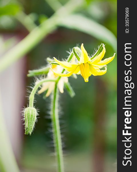 Flowers of tomato ready for pollination. Crop tomato flowers on the stem