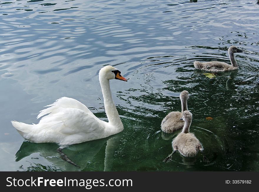 Beautiful family of swans floating in a lake