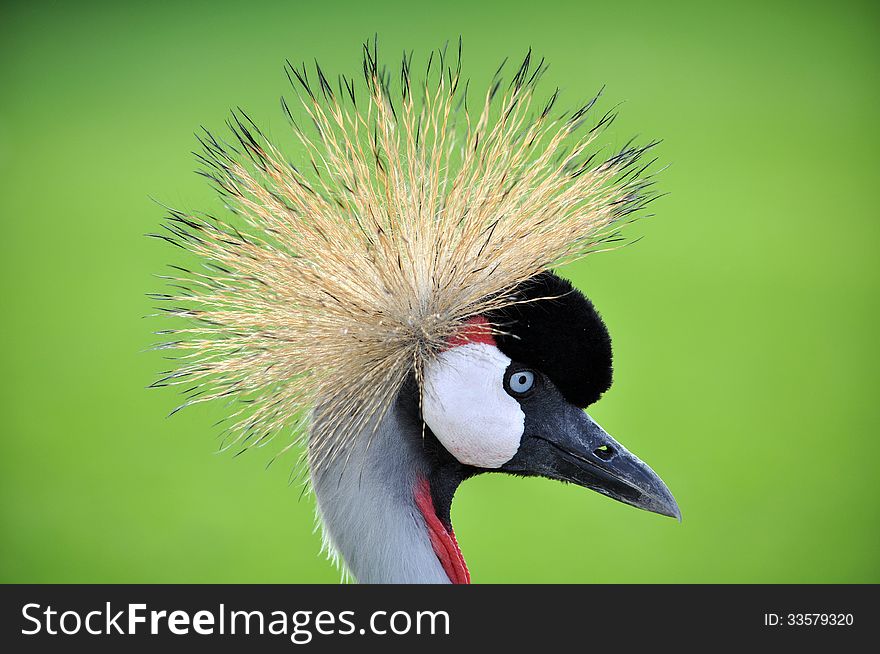 Photo of a crowned crane: amazing creation of nature.