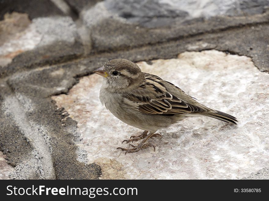 Little sparrow on the pavement