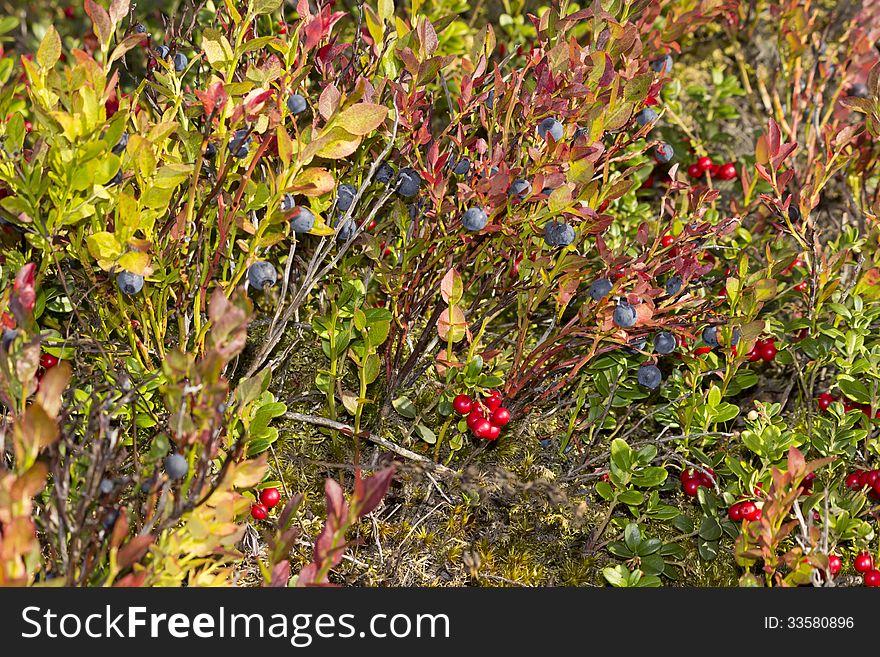 Autumn season and berry bushes. Autumn season and berry bushes