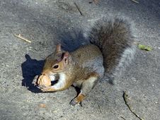 Squirrel Eating A Walnut Stock Photos