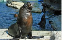 Curious Seal Stock Photos