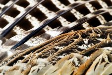 PHEASANT S FEATHER Royalty Free Stock Photos PHEASANT S FEATHER Royalty Free Stock Photos
