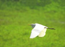 Egret Flying Stock Images Egret Flying Stock Images